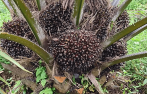 “Harga Tandan Buah Segar Kelapa Sawit Naik di Kalimantan Timur untuk Periode 16-31 Juli 2024”