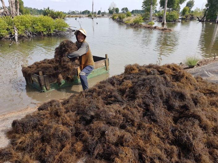 Disperindag Kukar Percepat Pembangunan Pabrik Pengolahan Rumput Laut