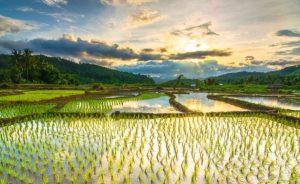 Sigit Wibowo: Cegah Alih Fungsi Lahan, Dukungan untuk Sawah Baru di Samarinda